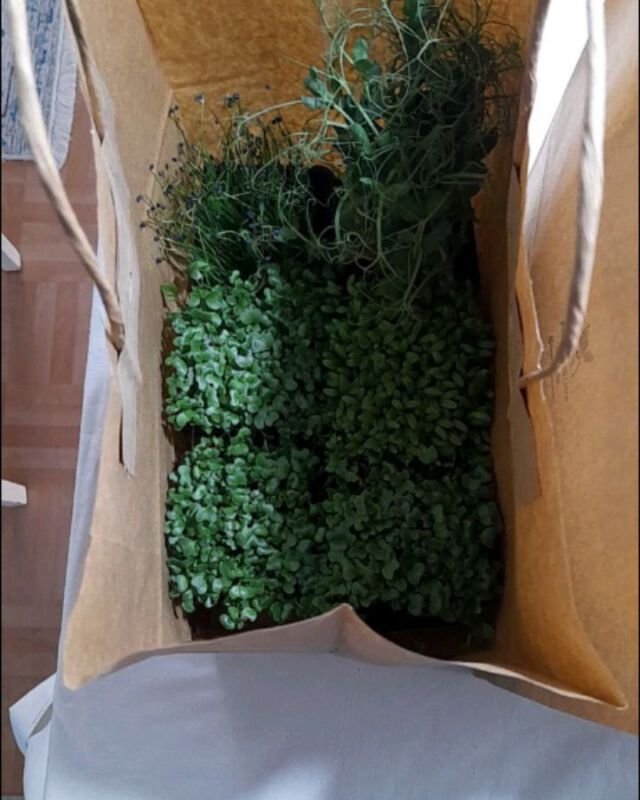 🌱Nice & Easy 🌱#mikroyeşil #microgreen #filiz #sprout #sağlıklıbeslenme #healthyliving #vitamin #mineral #sulphoraphane #sulforafan #aminoacid #aminoasit #antioksidan #antioxidants #carotenoids #karotenoid #vegan #veganfood #yerel #local #bodrum#chefs #chef #cheflife #food #cooking #gurme