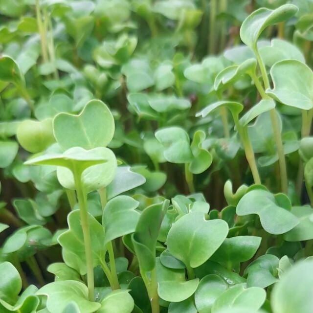 #mikroyeşil #microgreen #filiz #sprout #sağlıklıbeslenme #healthyliving #vitamin #mineral #sulphoraphane #sulforafan #aminoacid #aminoasit #antioksidan #antioxidants #carotenoids #karotenoid #vegan #veganfood #yerel #local #bodrum#chefs #chef #cheflife #food #cooking #gurme