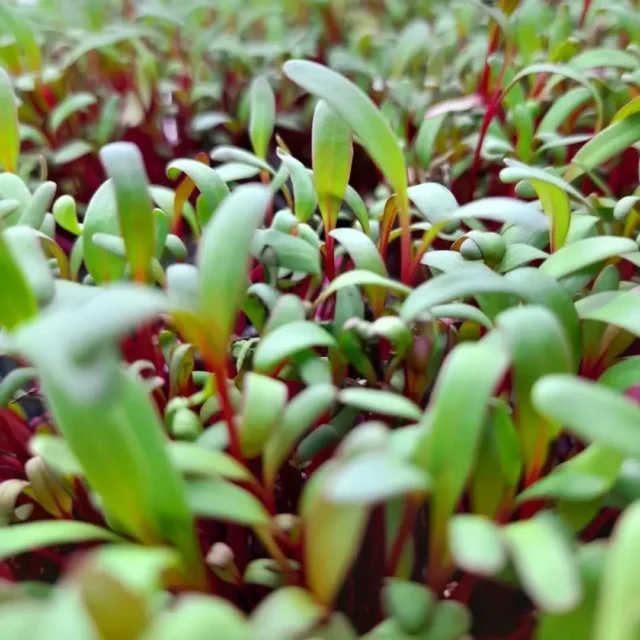#mikroyeşil #microgreen #filiz #sprout #sağlıklıbeslenme #healthyliving #vitamin #mineral #sulphoraphane #sulforafan #aminoacid #aminoasit #antioksidan #antioxidants #carotenoids #karotenoid #vegan #veganfood #yerel #local #bodrum#chefs #chef #cheflife #food #cooking #gurme