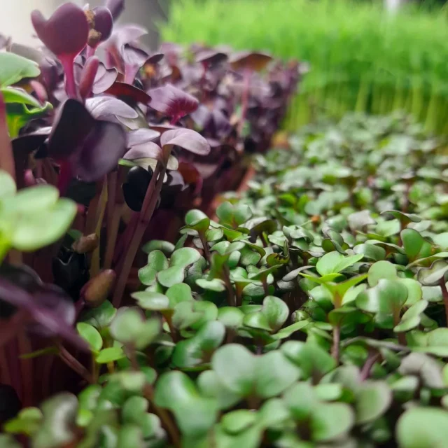 #mikroyeşil #microgreen #filiz #sprout #sağlıklıbeslenme #healthyliving #vitamin #mineral #sulphoraphane #sulforafan #aminoacid #aminoasit #antioksidan #antioxidants #carotenoids #karotenoid #vegan #veganfood #yerel #local #bodrum#chefs #chef #cheflife #food #cooking #gurmePaul's Micro Farm Muğla'nın Bodrum ilçesinde sürdürülebilir dikey tarım teknikleri kullanarak mikro yeşil (filiz) üretimi yapan bir aile şirketidir. Mikro yeşillikler şüphesiz gıda tüketiminde  en sağlıklı sebzelerin başında gelmektedir.Temel olarak yenilebilir sebze, baklagil ve otların filizleridir. Brokoli, lahana, pancar, turp, bezelye gibi çeşitli sebze tohumlarının hiçbir katkı maddesi kullanılmadan, besin kaynağını direk tohumdan aldığı için sebzenin erişkin versiyonlarına göre 40 kat daha  fazla besinle doludurlar ve 10 - 14 günde hasat edilebilirler.Başta salatalar, yemekler, tatlılar ve smoothilerde büyük bir aroma ve görsel şölen yumağı haline gelmiştir...Paul's Micro Farm is a family company that produces microgreens (sprout) using sustainable vertical farming techniques in Muğla's Bodrum district.Microgreens are undoubtedly one of the healthiest vegetables in food consumption.They are basically the sprouts of edible vegetables, legumes and herbs. Since various vegetable seeds such as broccoli, cabbage, beet, radish and pea receive their nutritional source directly from the seed without using any additives, they have  40 x more nutrients than the adult versions of the vegetable and can be harvested in 10 - 14 days.It has become a great ball of aroma and visual feast, especially in salads, meals, desserts and smoothies.n