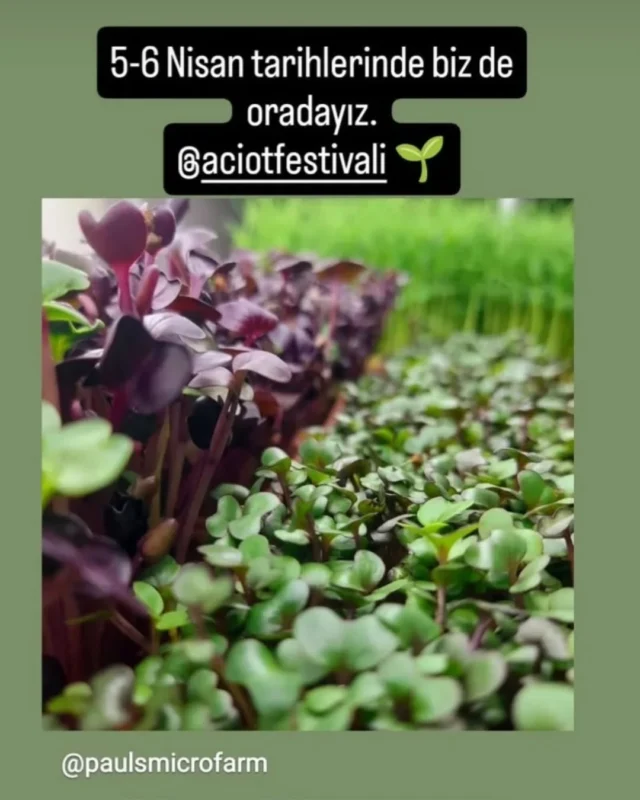 #mikroyeşil #microgreen #filiz #sprout #sağlıklıbeslenme #healthyliving #vitamin #mineral #sulphoraphane #sulforafan #aminoacid #aminoasit #antioksidan #antioxidants #carotenoids #karotenoid #vegan #veganfood #yerel #local #bodrum#chefs #chef #cheflife #food #cooking #gurme