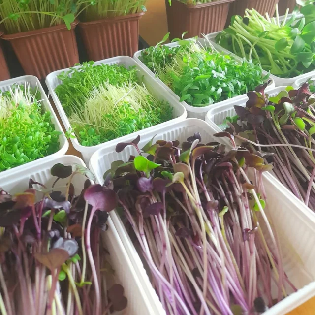 Taze kesilmiş mikro filizlerimiz her hafta güvenli ve sorunsuz kargolama ile kapınızda. Bilgi ve sipariş için 0541 336 36 46#mikroyeşil #microgreen #filiz #sprout #sağlıklıbeslenme #healthyliving #vitamin #mineral #sulphoraphane #sulforafan #aminoacid #aminoasit #antioksidan #antioxidants #carotenoids #karotenoid #vegan #veganfood #yerel #local #bodrum#chefs #chef #cheflife #food #cooking #gurme
